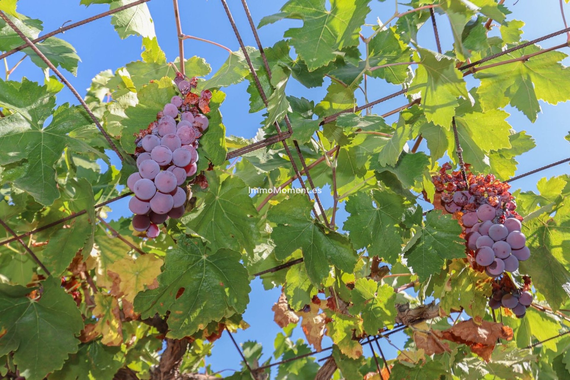 Reventa - Villa - Interior  - Guaro