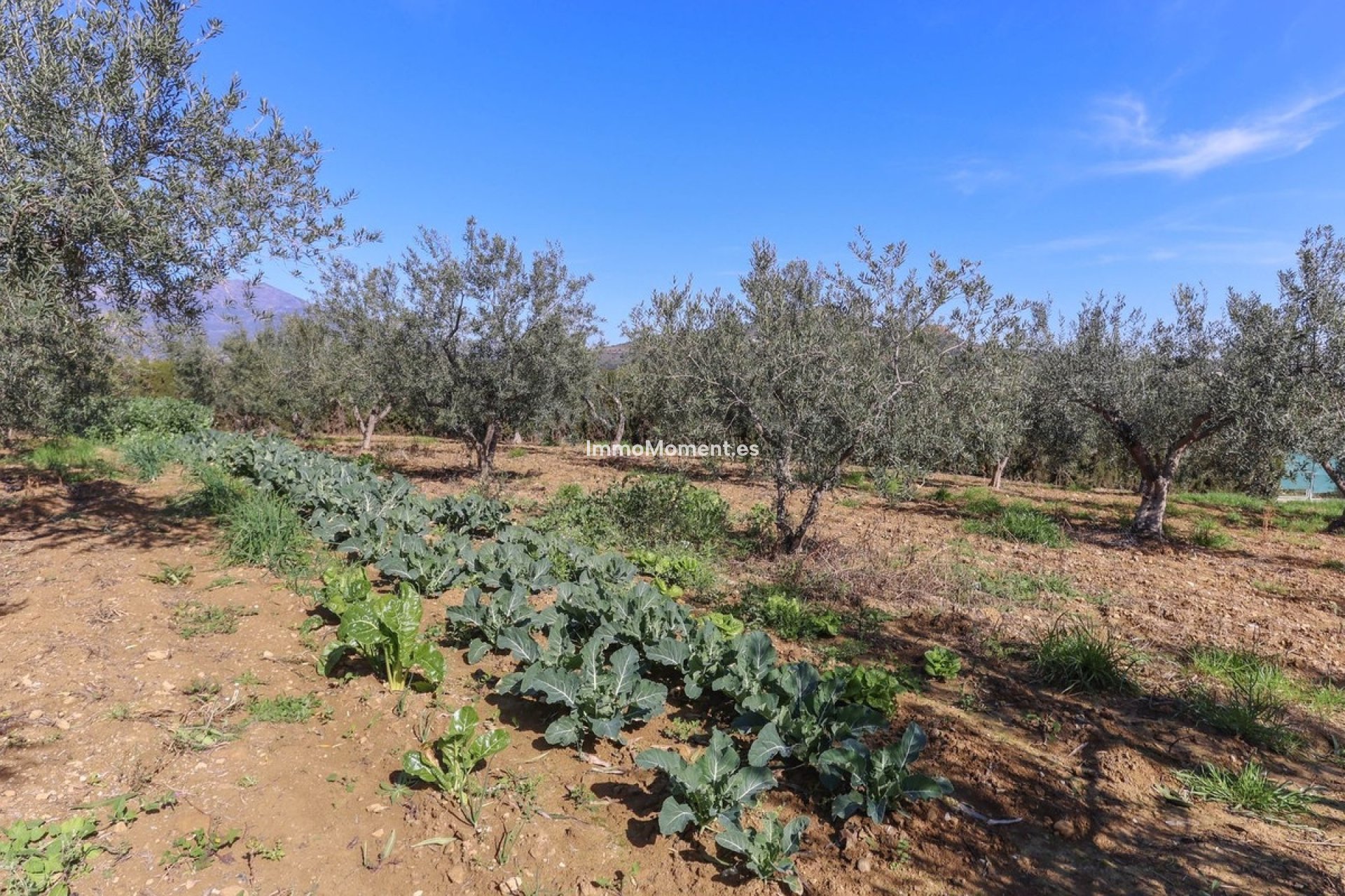 Reventa - Villa - Interior  - Guaro