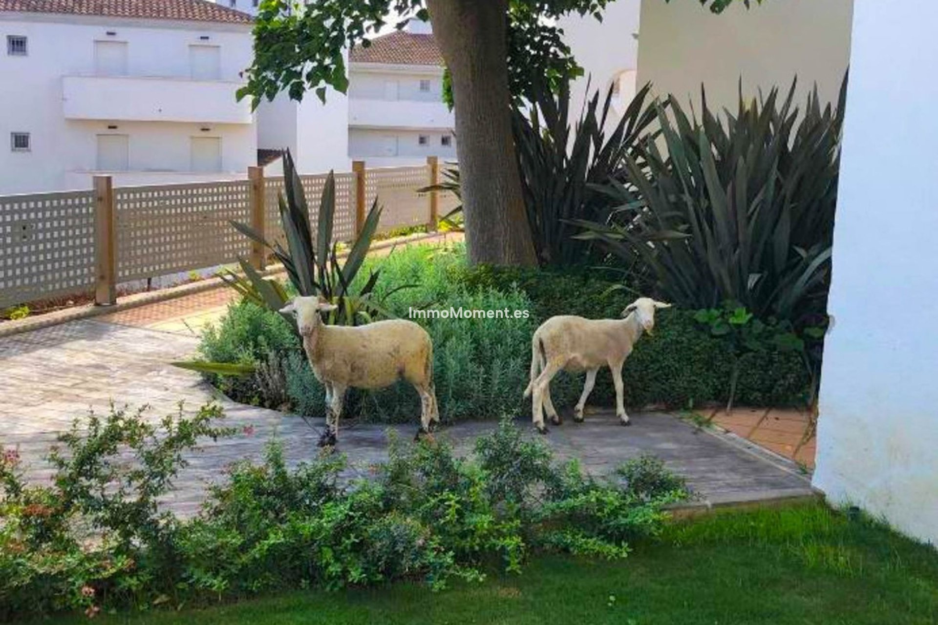 Revente - Appartement - Manilva - La Duquesa