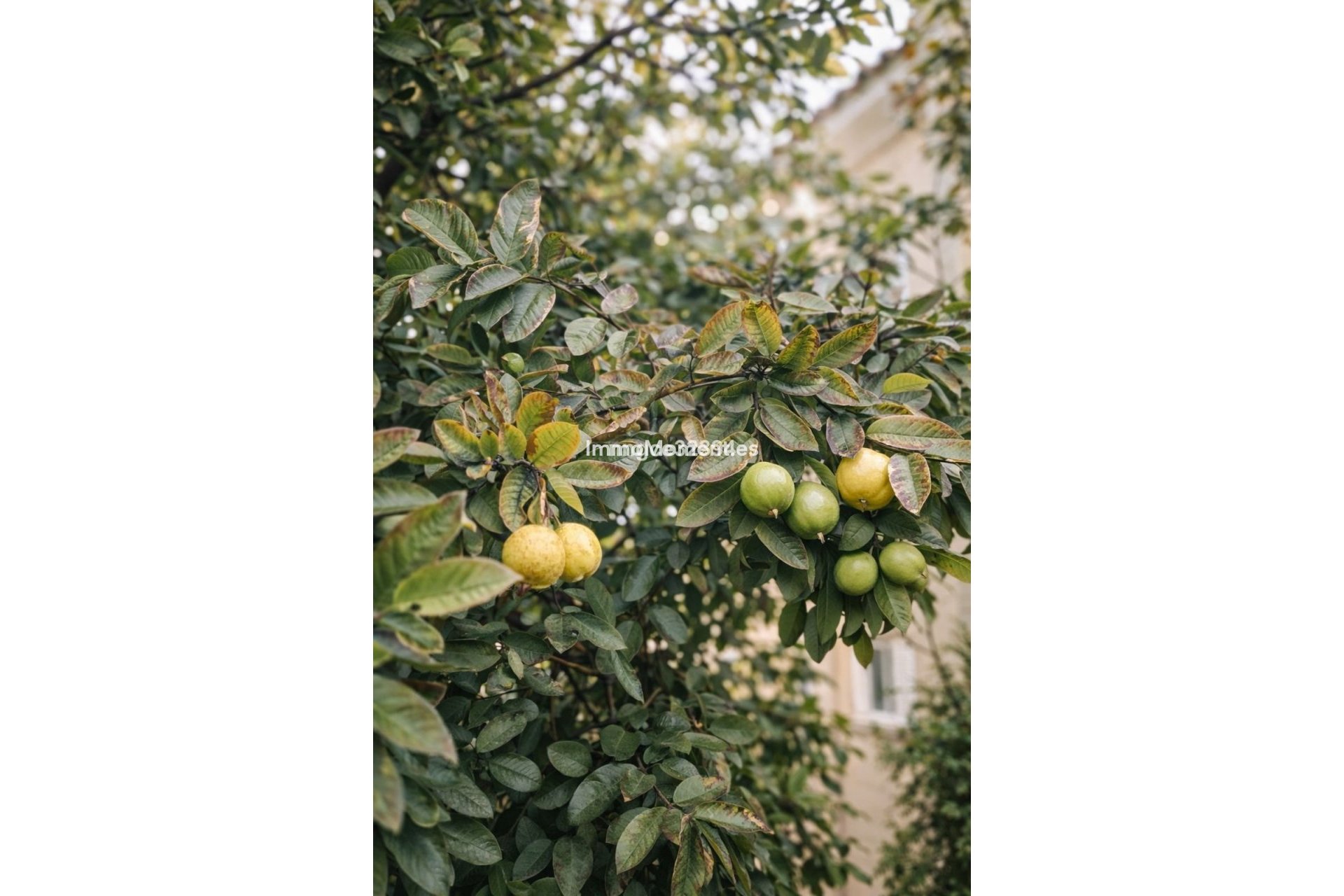 Revente - Appartement - Marbella - Puerto Banús