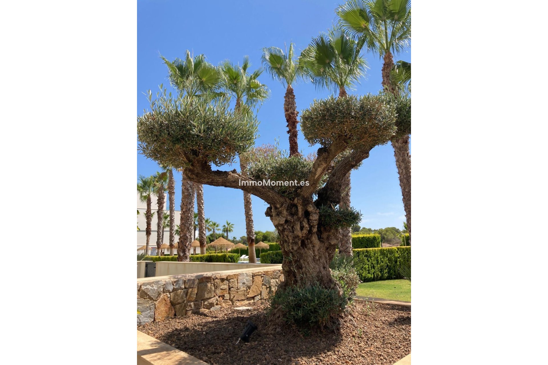 Revente - Appartement - Orihuela - Las Colinas Golf