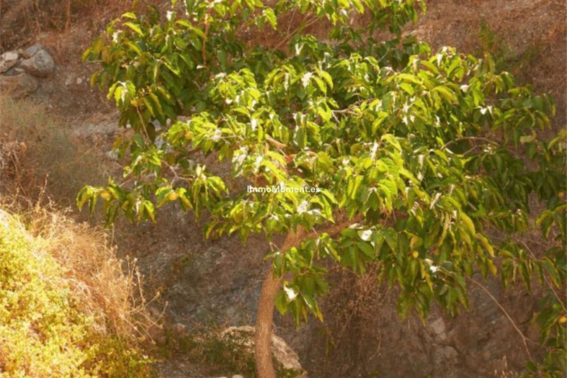 Revente - Maison de campagne - Casares - Casares Centro