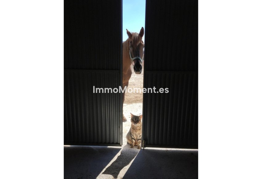 Revente - Maison de campagne - Jumilla - Torre Del Rico