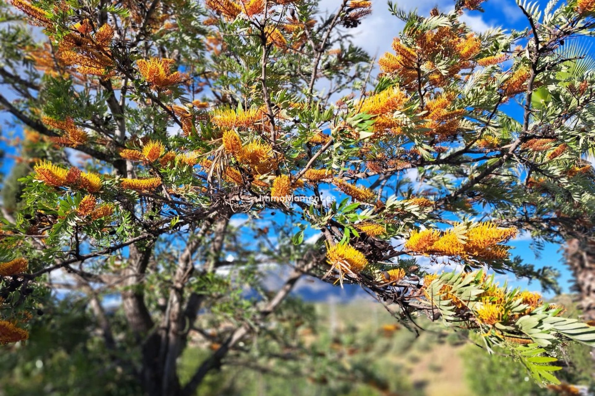 Revente - Maison de campagne - Mijas - La Cala de Mijas