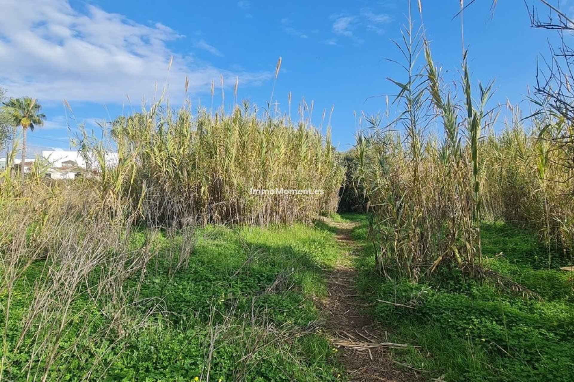 Revente - Parcelle - Mijas - Campo Mijas