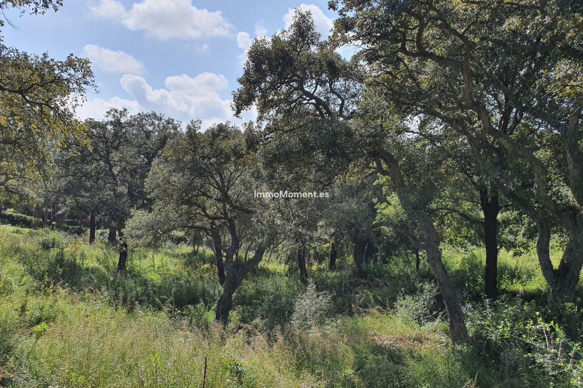 Revente - Parcelle - Sotogrande - Sotogrande Alto
