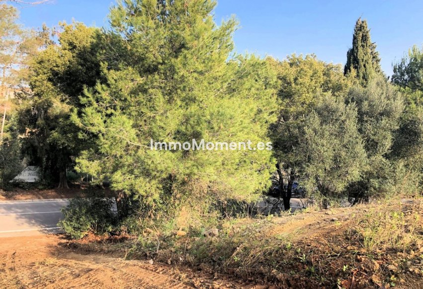 Revente - Parcelle - Sotogrande - Sotogrande Alto