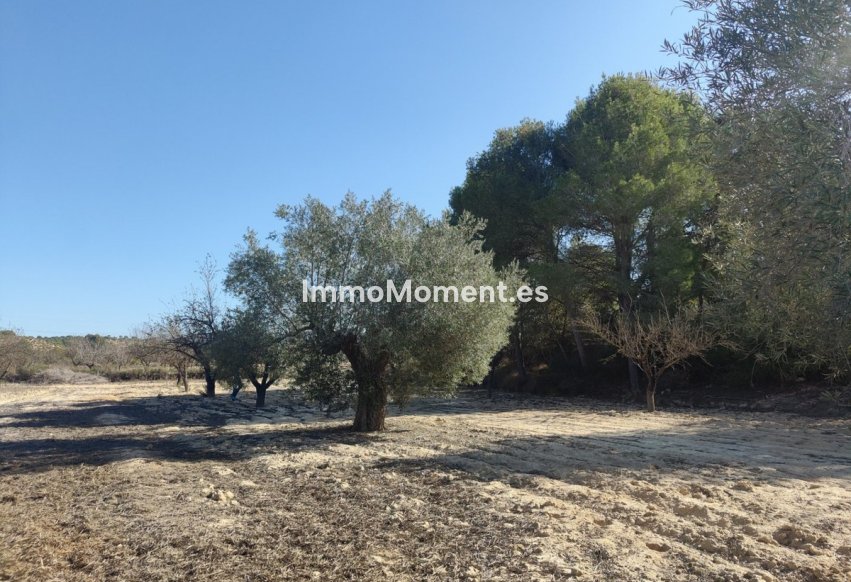 Revente - Terrain - Orihuela - Torremendo