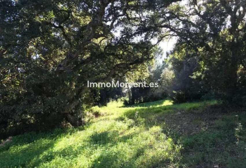 Revente - Terrain - Sotogrande - Sotogrande Alto