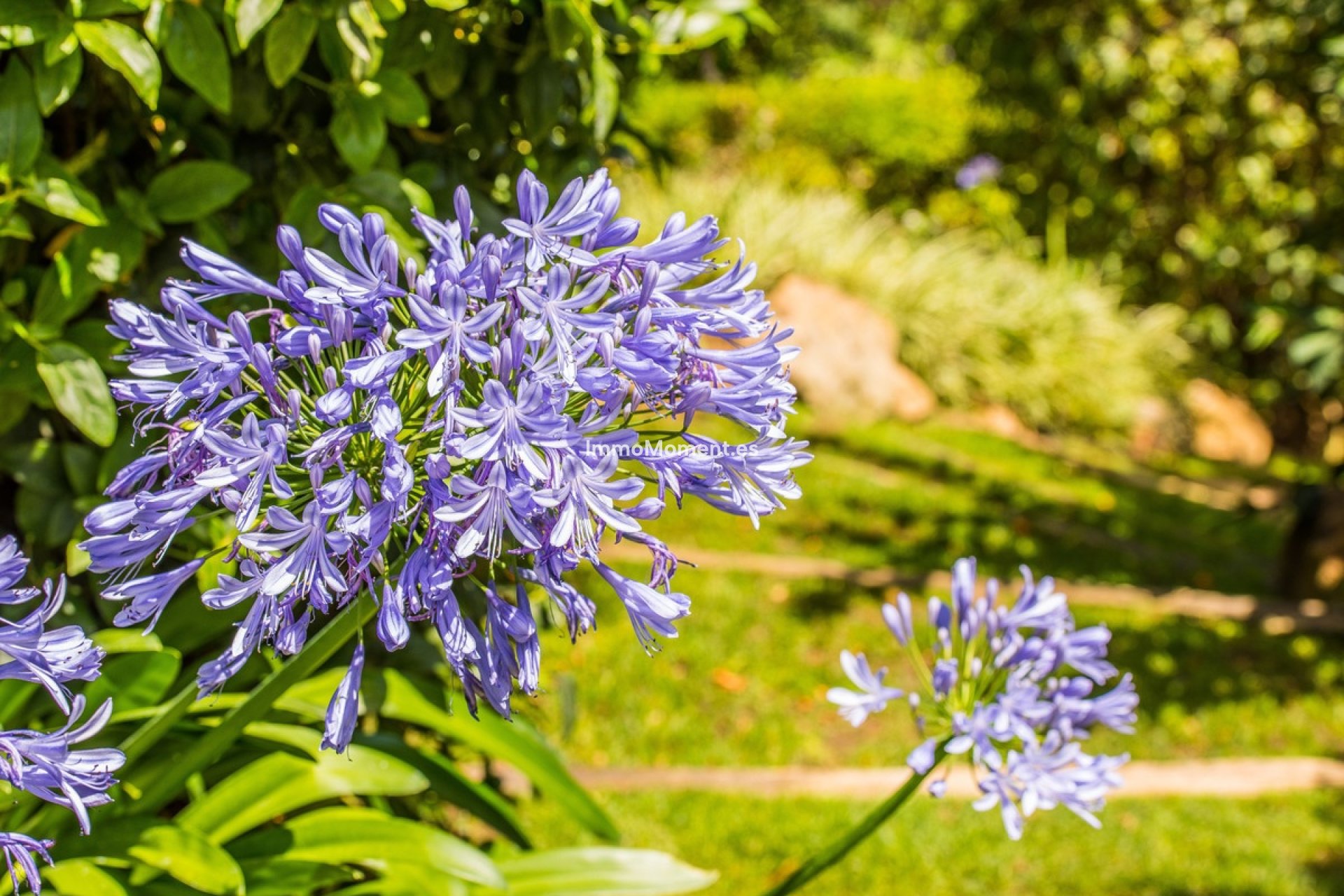 Revente - Villa - Benahavís - La Zagaleta