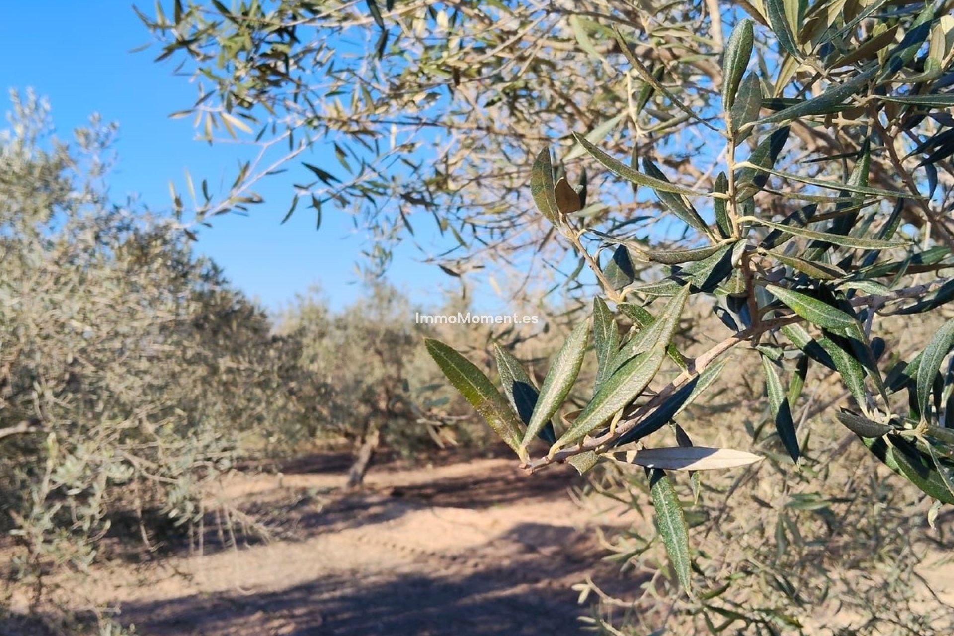 Revente - Villa - Elche - Las Bayas