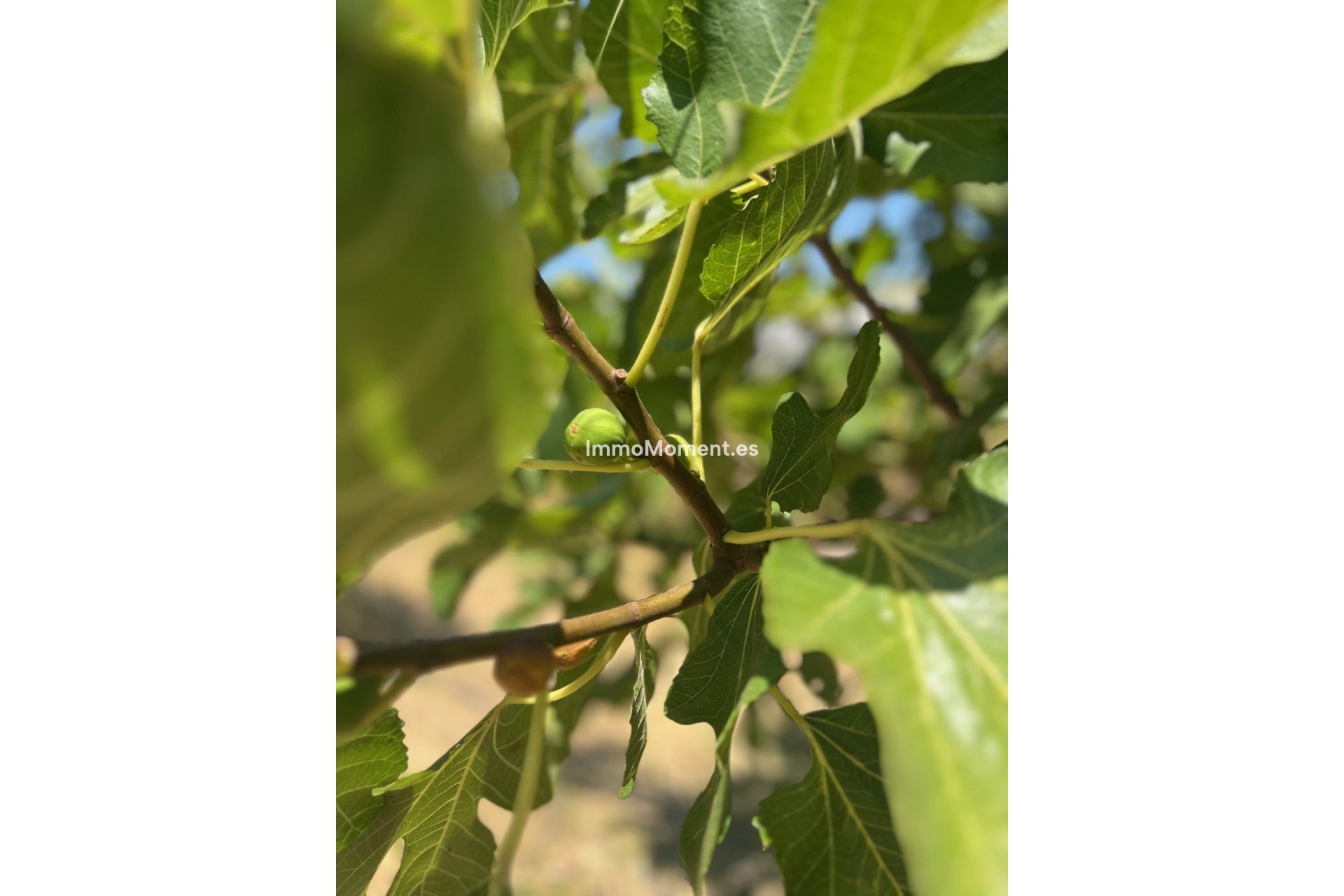 Revente - Villa - Estepona  - Estepona Centro