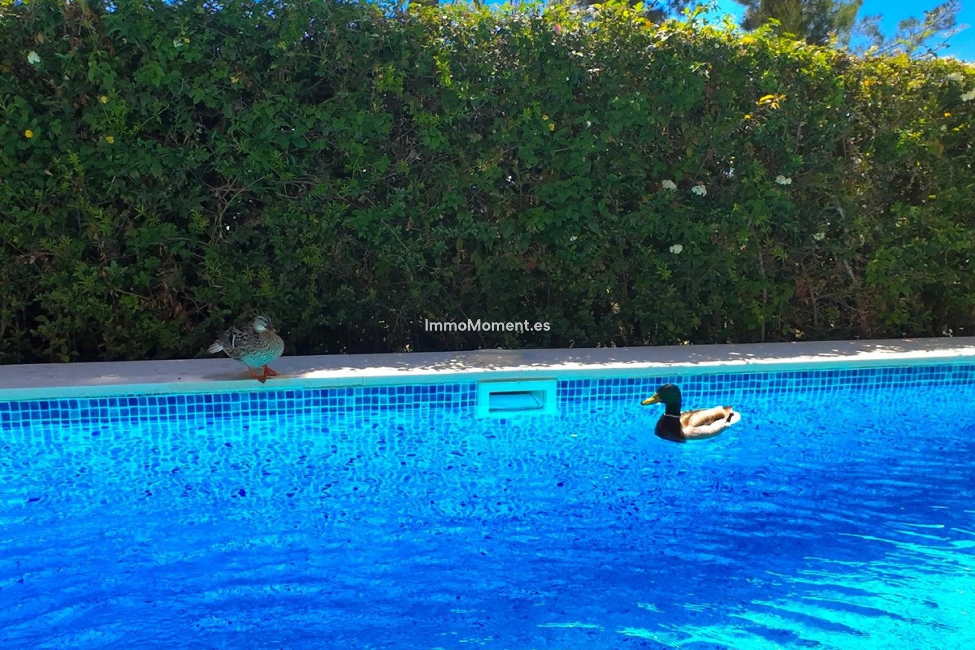 Revente - Villa individuelle - Estepona  - Estepona Centro