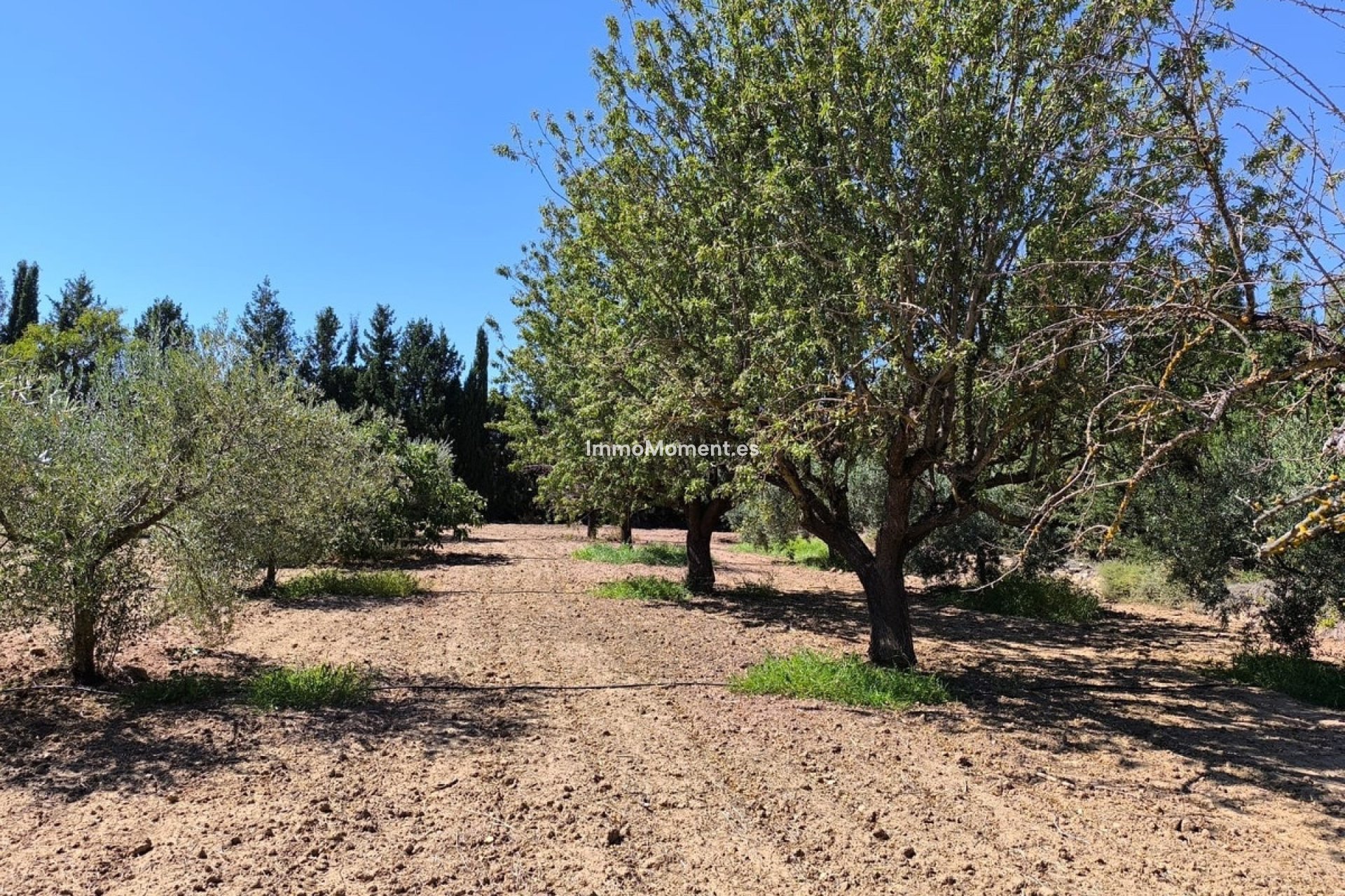Revente - Villa individuelle - Yecla - Yecla Centro