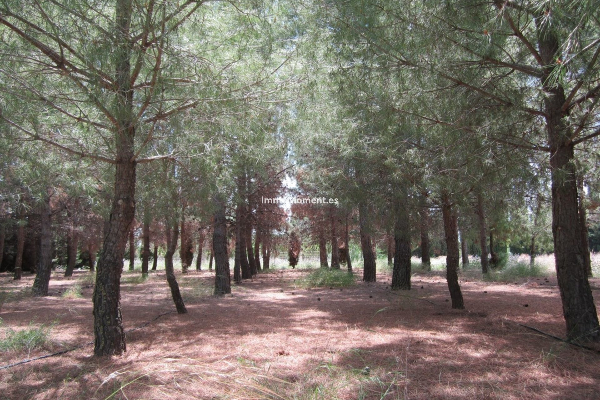 Revente - Villa individuelle - Yecla - Yecla Centro