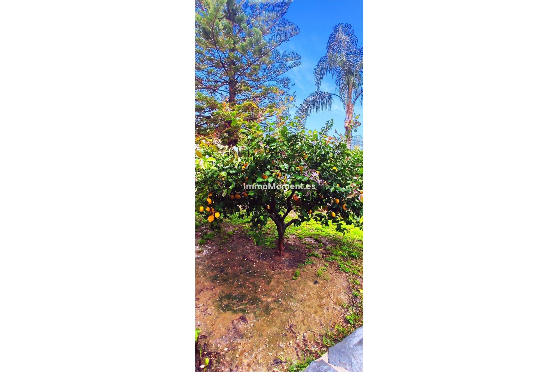 Revente - Villa - Intérieur                       - Alhaurín el Grande Centro