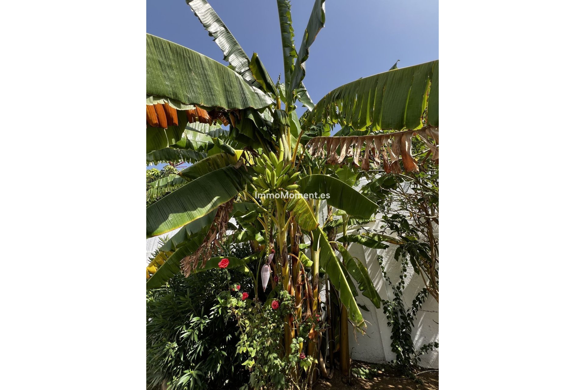 Wiederverkauf - Freistehende Villa - Estepona  - Estepona Centro
