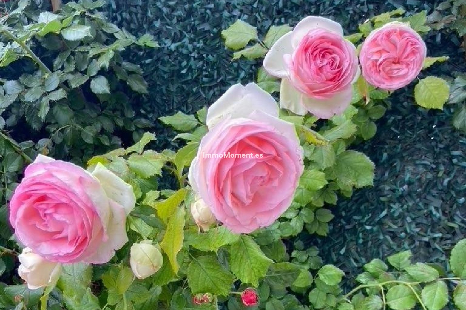 Wiederverkauf - Freistehende Villa - Polop - Polop Centro