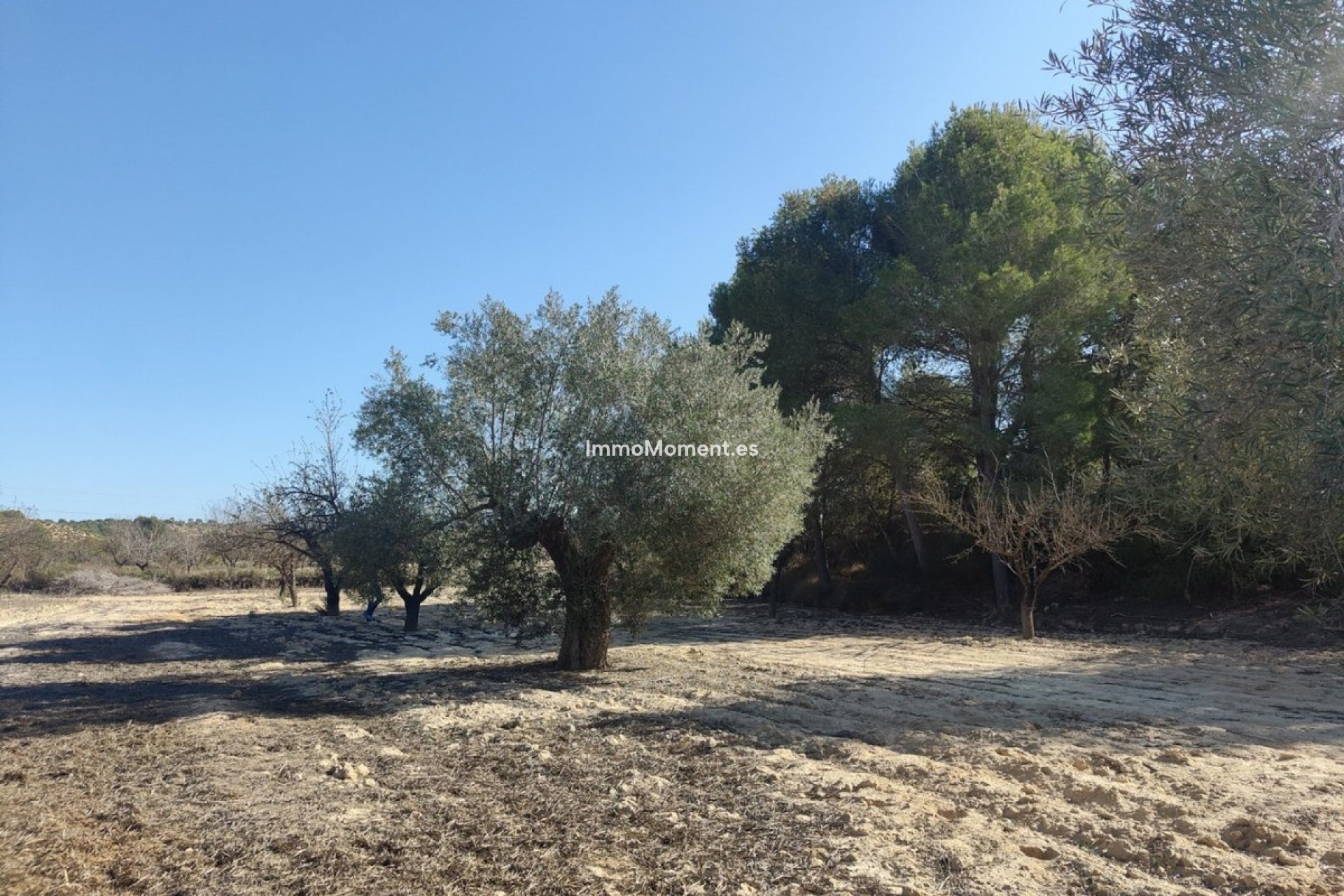 Wiederverkauf - Grundstück - Orihuela - Torremendo