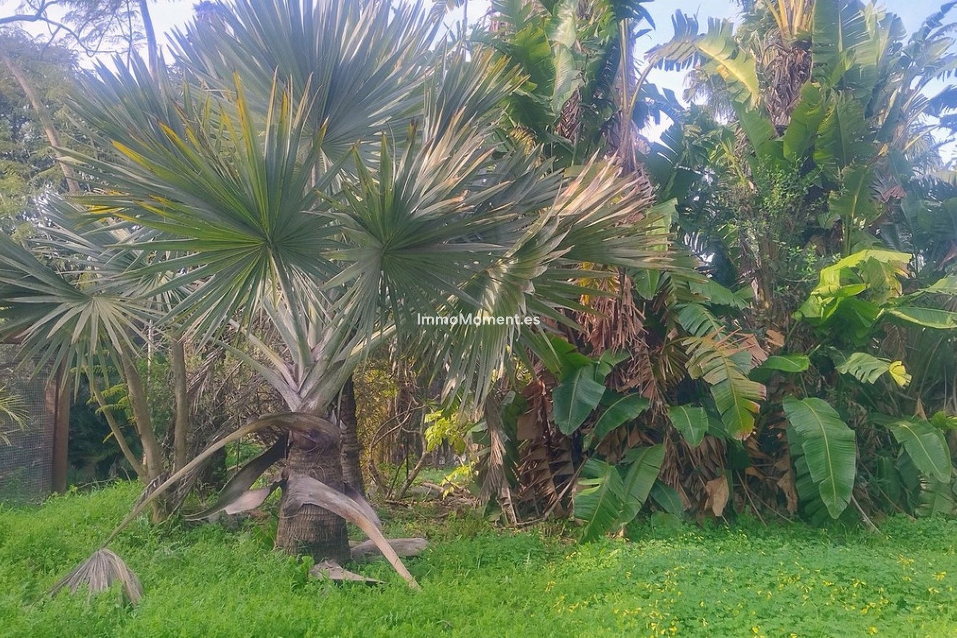 Wiederverkauf - Land - Marbella - Hacienda Las Chapas