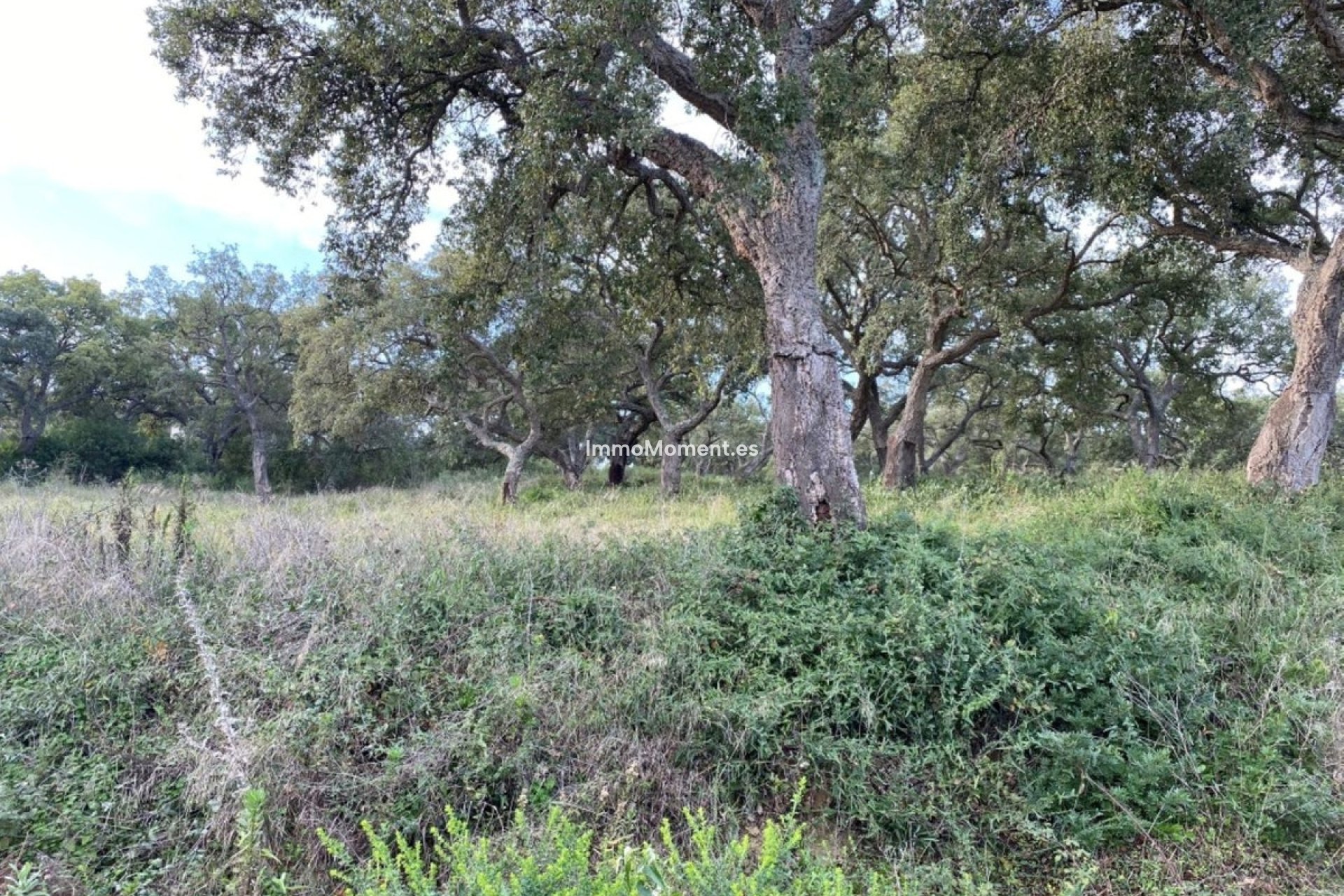 Wiederverkauf - Land - Sotogrande - San Roque Club