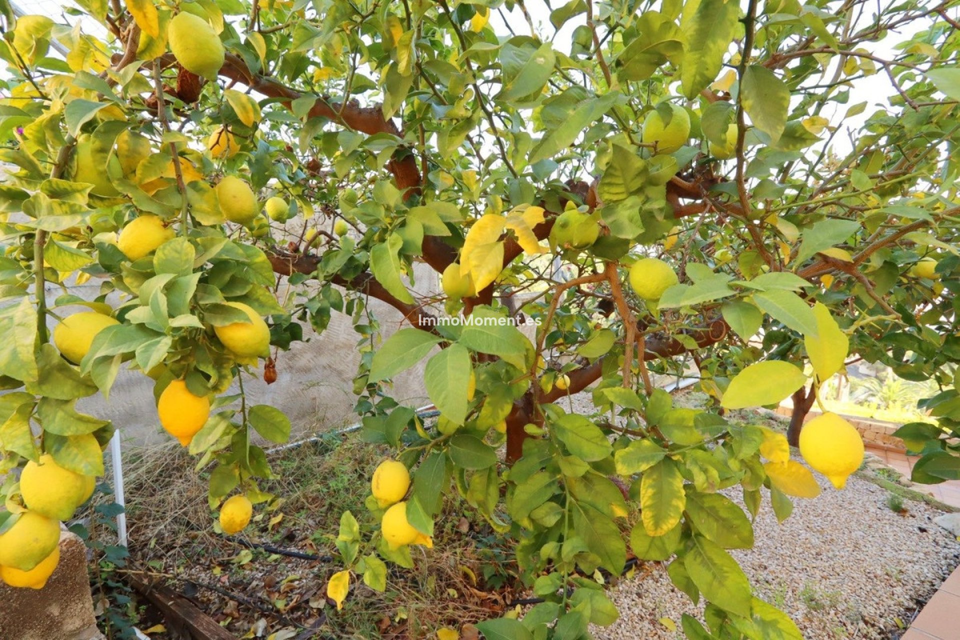 Wiederverkauf - Villa - Altea - Altea Centro