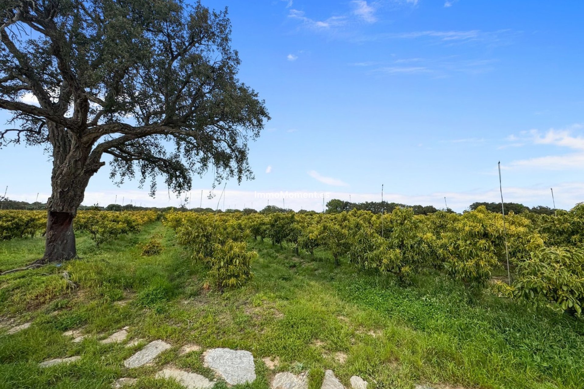 Wiederverkauf - Villa - Sotogrande