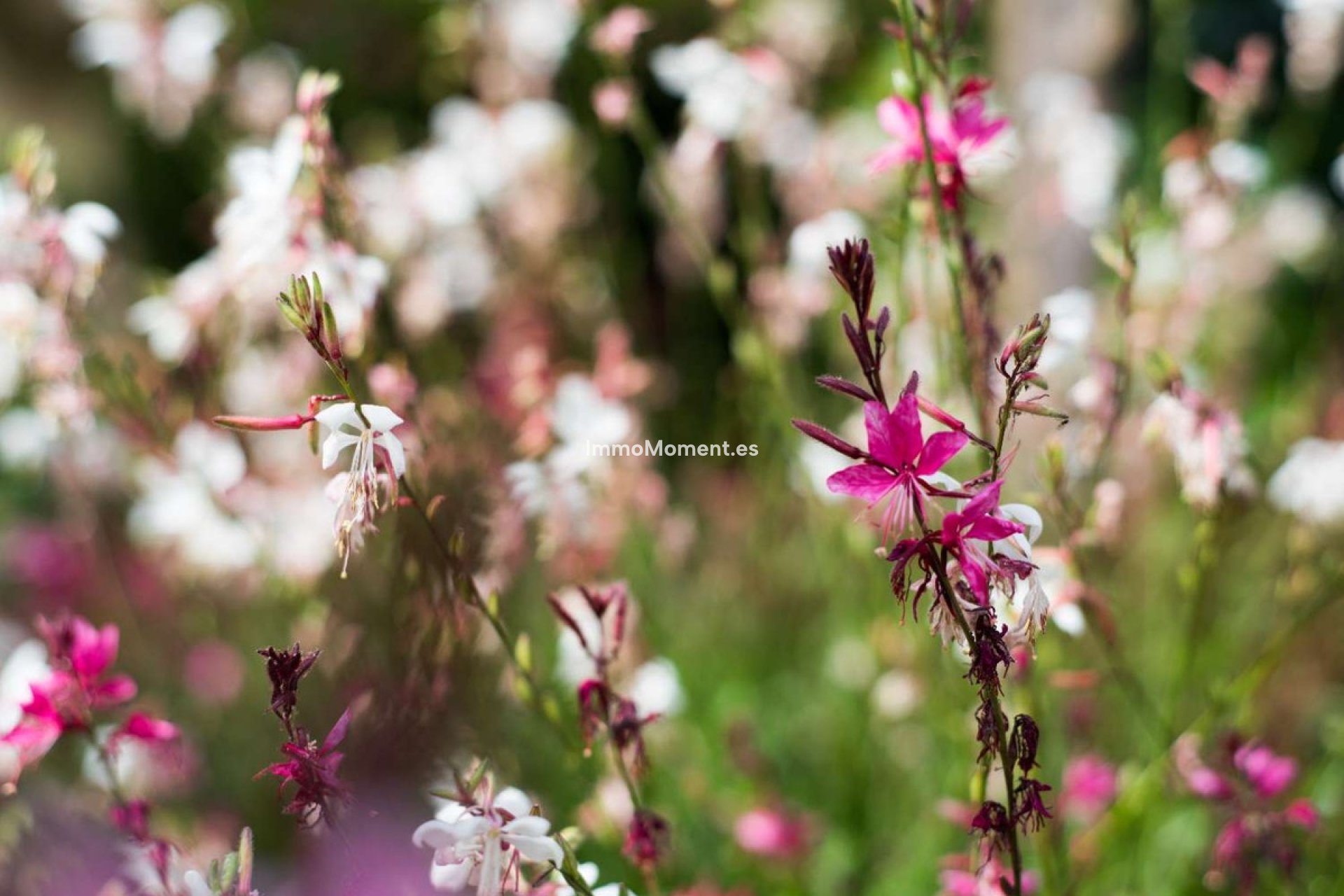 Wiederverkauf - Wohnung - Benalmadena - Benalmadena Centro