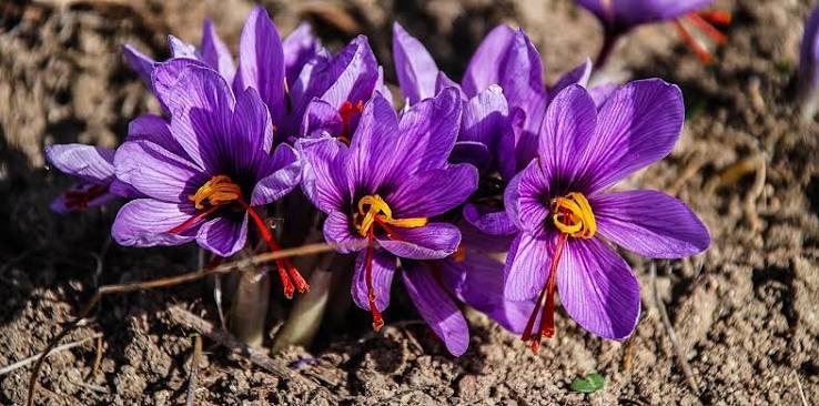 Spain’s Red Gold: Why Saffron Is Worth More Than You Think