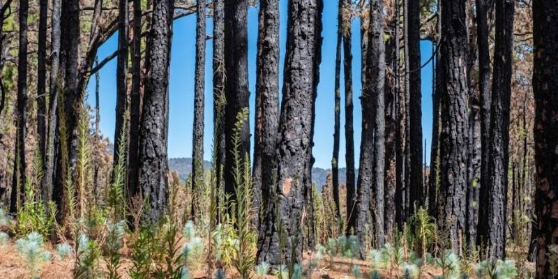 ECOLOGICAL SUCCESSION FOLLOWING FOREST FIRES: THE MULTI-LAYERED RECOVERY OF SPANISH ECOSYSTEMS