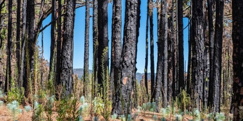 ECOLOGICAL SUCCESSION FOLLOWING FOREST FIRES: THE MULTI-LAYERED RECOVERY OF SPANISH ECOSYSTEMS