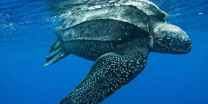TORTUDA GIGANTE