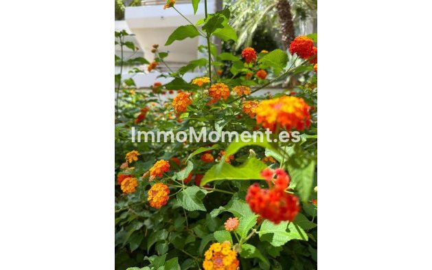 Long Term Rentals - Apartment - Marbella - Guadalmina Baja