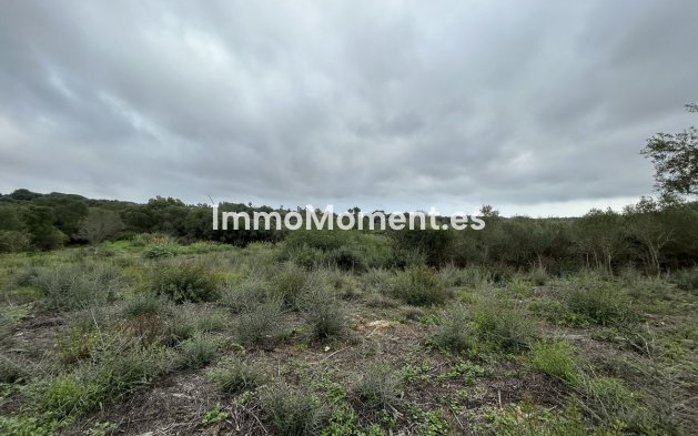 Revente - Terrain - Sotogrande - Sotogrande Alto