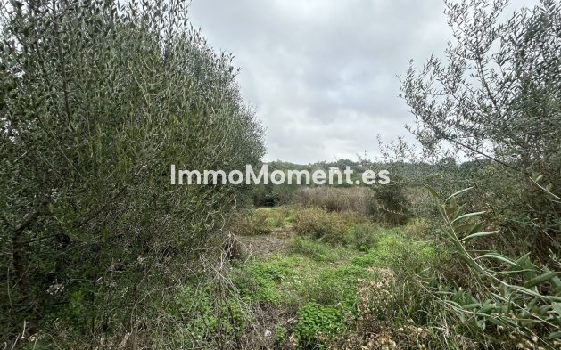 Revente - Terrain - Sotogrande - Sotogrande Alto