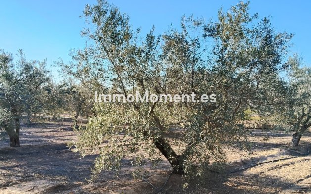 Wiederverkauf - Villa - Elche - Las Bayas