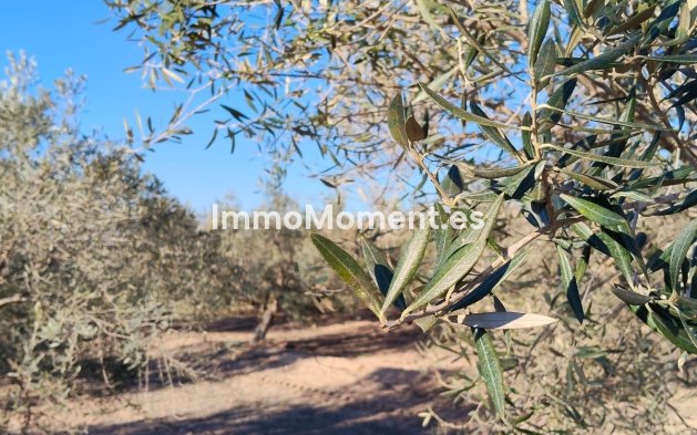 Wiederverkauf - Villa - Elche - Las Bayas