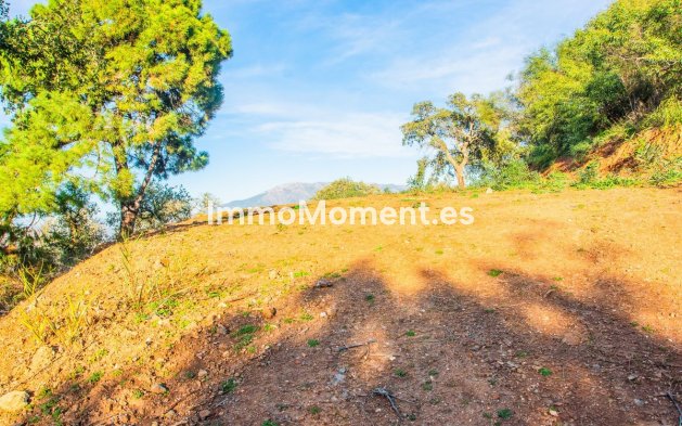 Construction neuve - Villa - Marbella - La Mairena