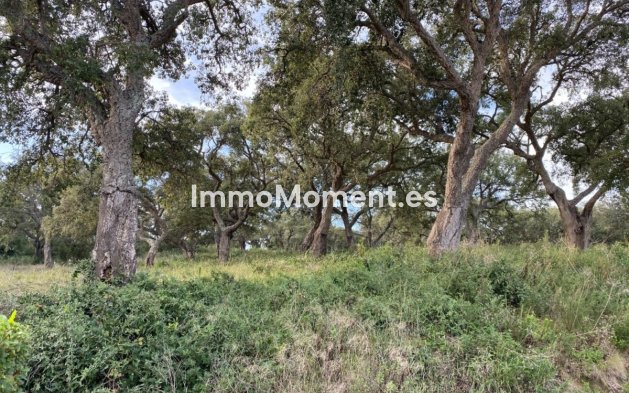 Wiederverkauf - Land - Sotogrande - San Roque Club