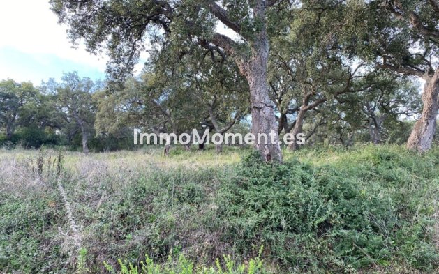 Wiederverkauf - Land - Sotogrande - San Roque Club