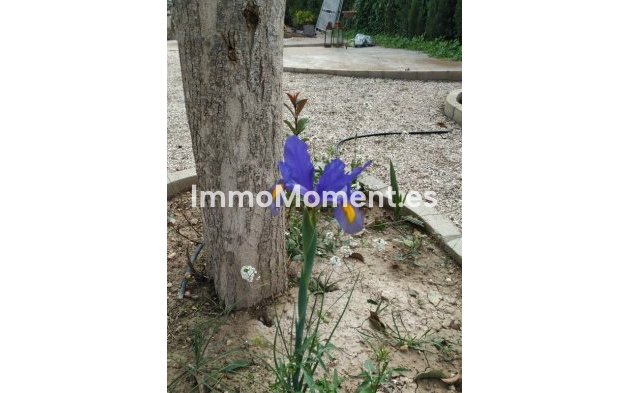 Revente - Maison de campagne - Crevillente - Crevillente - Crevillent Centro