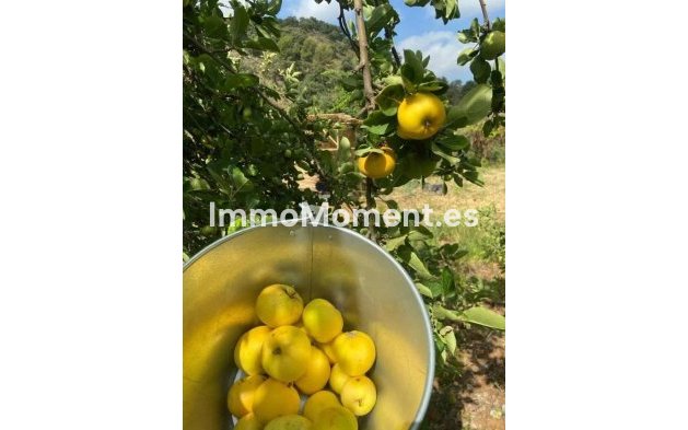 Wiederverkauf - Landhaus -   Inländisch - Monda