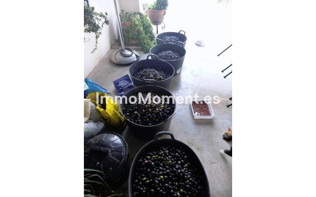 Wiederverkauf - Landhaus - Dolores - Dolores Centro