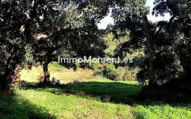 Revente - Terrain - Sotogrande - Sotogrande Alto