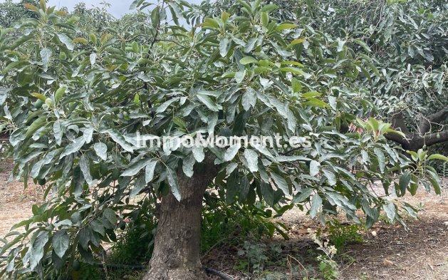 Revente - Maison de campagne - Intérieur                       - Coín