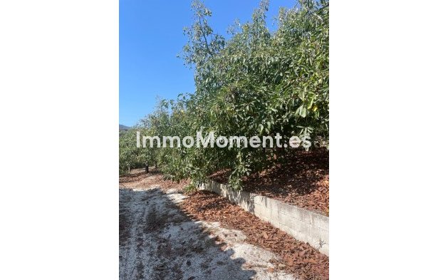 Revente - Maison de campagne - Intérieur                       - Coín