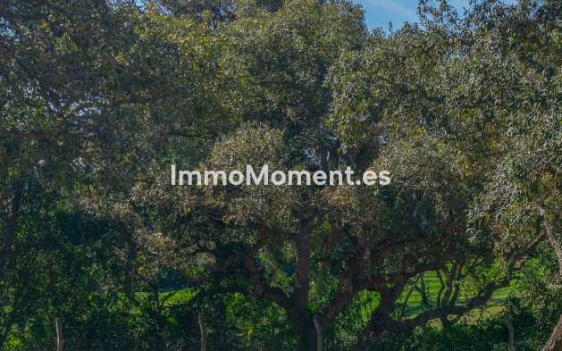 Neubau - Land - Sotogrande - Sotogrande Alto