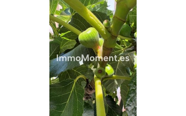 Reventa - Adosado - Orihuela - Los Balcones