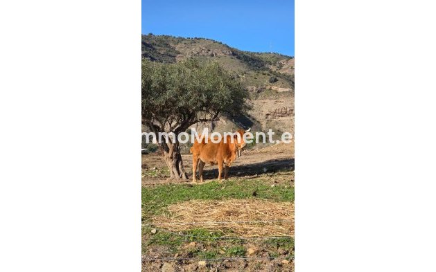 Reventa - Casa de campo - Interior  - Pizarra