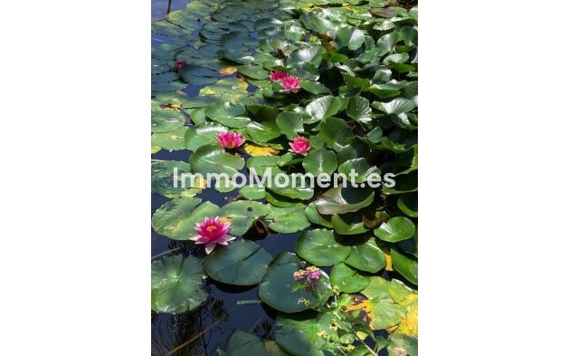 Resale - Apartment - Estepona - Atalaya